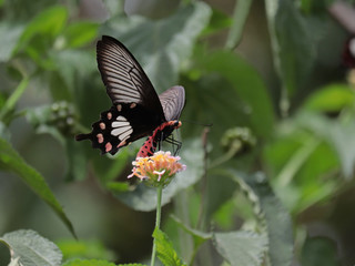 butterfly on weeping lantana flower.	