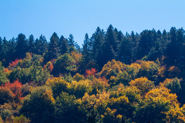 Bulgarian Autumn