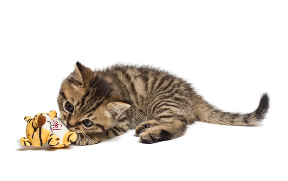 cat playing with a toy. Have fun little kitten. Isolated