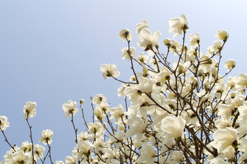 Magnolia tree white flowers blooming at blue sky background in the park in South Korea, branches growing high