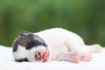 Newborn dogs has black and white color sleeping and open mouth show tongue on a white towel with a blurred background of green nature. It's a cute and nurturing animal.