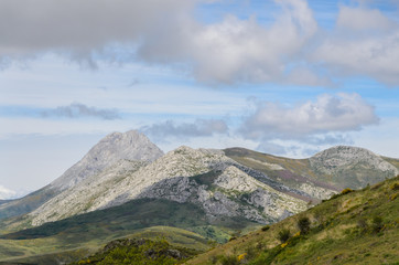 Fototapeta na wymiar Palencia Spikelet in the mountain of Palencia