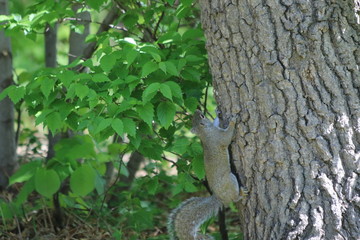 gray squirrel