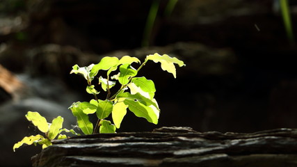 Lonely tree growing on the rock.