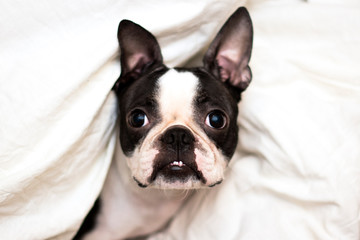 Boston Terrier rests and sleeps on a cozy white bed with pillows.