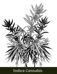 Obraz premium Indica cannabis by hand drawing.Cannabis tree vector graphics design art highly detailed in line art style.