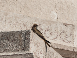 Agra, India - a Unesco World Heritage site due to famous monuments like the Taj Mahal, the city of Agra displays also a colorful variety of wild and domestic animals