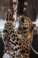 Fototapeta na wymiar Eastern leopard in winter pulls a tree with claws, flexing its paws, close-up
