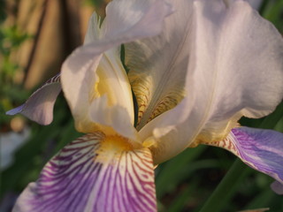Blossoming buds of iris flowers. Floriculture.