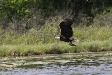 Eagle with fish