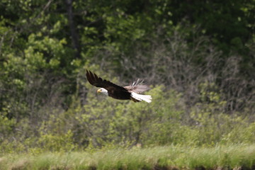 eagle in flight