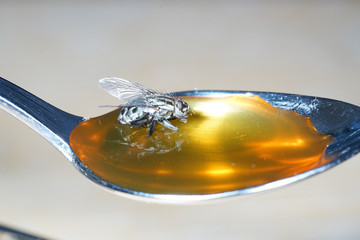 Fly nibbles from spoon with honey while sticking sticking