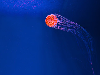 japanese sea nettle underwater 