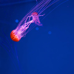 japanese sea nettle underwater 