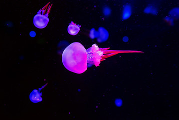 Obraz na płótnie Canvas flame jellyfish underwater on blue background