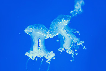 australian spotted jellyfish underwater on blue background