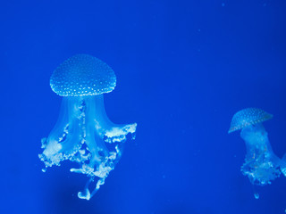 australian spotted jellyfish underwater on blue background