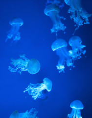 australian spotted jellyfish underwater on blue background