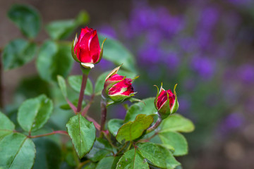 roses in the garden