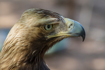Golden eagle looking around. A majestic golden eagle takes in its surroundings from its spot amongst vegetation
