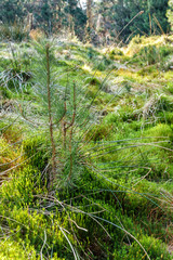 Fototapeta premium Wald