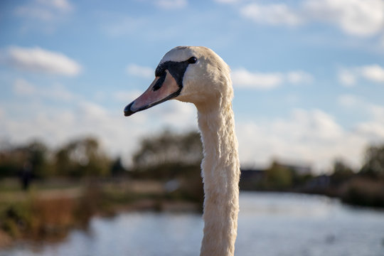 Wanstead Flats