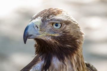 freedom eagle, diurnal bird of prey with beautiful plumage and yellow beak