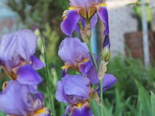 Blossoming buds of iris flowers. Floriculture.