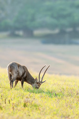 A male Hog deer feeding on the green grassland.
