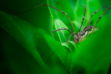 Macro photo, close up, insect, spider, Opiliones, Phalangiidae, Arthropoda, Harvestmen waiting to attack its prey (female)