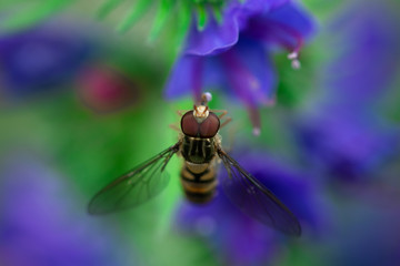 Hoverflies sits on a flower, Syrphidae, Arthropoda, Insecta, Diptera