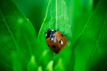 Ladybug eating on a leaf, Coccinellidae, Arthropoda, Coleoptera, Cucujiformia, Polyphaga