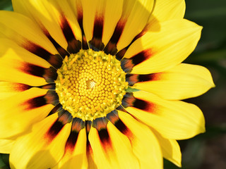 Beautiful gazania flower (Gazania rigens) of bright yellow color