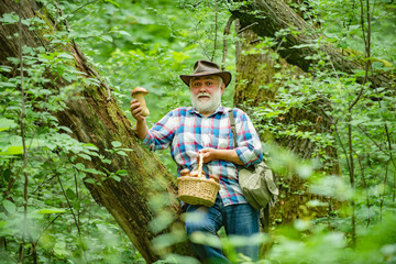Naklejka na ściany i meble Mushroomer gathering Mushroom hunting. Smiling man picking mushrooms in the autumn forest. Senior collect mushrooms in the forest. Fresh mushrooms in old man hands.