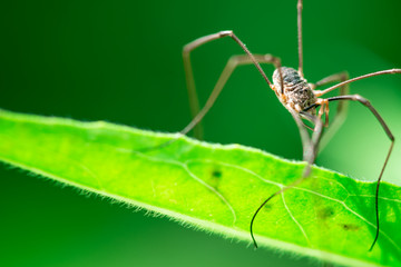 Macro photo, close up, insect, spider, Opiliones, Phalangiidae, Arthropoda, Harvestmen waiting to attack its prey (male)