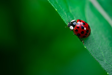 Ladybug eating on a leaf, Coccinellidae, Arthropoda, Coleoptera, Cucujiformia, Polyphaga