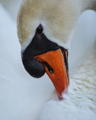 Portrait de Cygne
