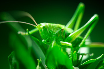 Macro photo, close up, insect, Green grasshopper is sitting on a leaf, Great green bush-cricket, Orthoptera, Arthropoda