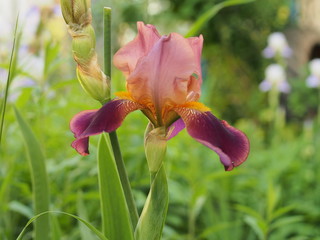 Obraz premium Blossoming buds of iris flowers. Floriculture.