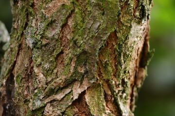 tree bark close up