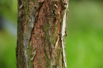 tree bark close up