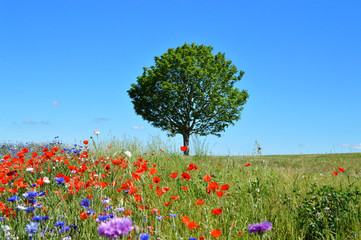 A tree in the middle of green plain and poppy field during the spring