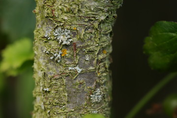 tree bark close up