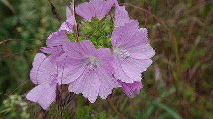 pink flower in the garden