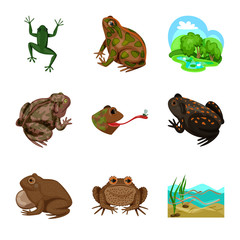 Isolated object of frog and anuran logo. Collection of frog and animal stock vector illustration.