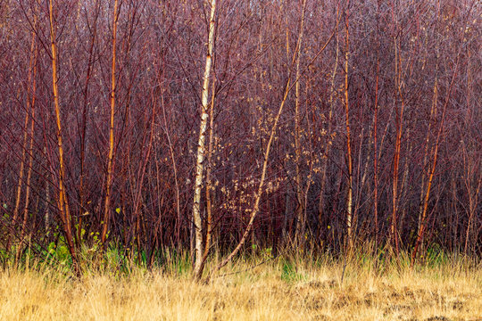 Wanstead Flats