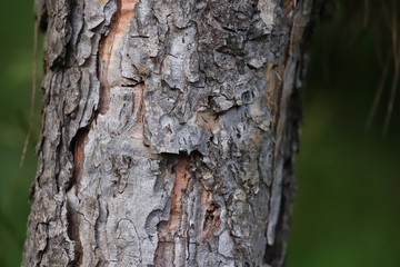 tree bark close up