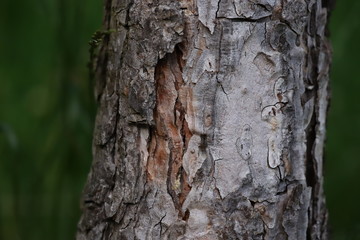 Fototapeta premium tree bark close up