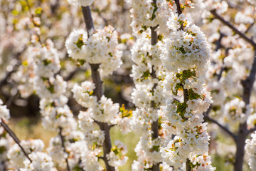 Detail of white cherry blossoms in Valdastilla, Valle del Jerte.
