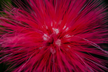 Baja Fairy Duster Close Up